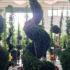 Leyland Cypress Castlewellan Gold Spirals  2.1-2.3 m buy online UK.