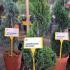 Leyland Cypress Castlewellan Gold Spirals  80-90 cm buy online UK.