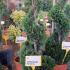 Leyland Cypress Castlewellan Gold Spirals  1-1.1 m buy online UK.