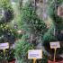 Leyland Cypress Castlewellan Gold Spirals  1.2-1.3 m buy online UK.