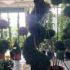 Leyland Cypress Castlewellan Gold Spirals  1.9-2.1 m buy online UK.