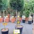 Leyland Cypress Half Standard 40-50 cm buy online UK.
