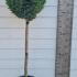 Leyland Cypress Half Standard 1.2-1.3 m buy online UK.