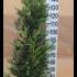 Leyland Cypress Root Balls for Hedging 1.75-2 m buy online UK.