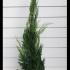Leyland Cypress Root Balls for Hedging 1-1.25 m buy online UK.
