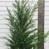 Leyland Cypress Root Balls for Hedging 2-2.5 m buy online UK.