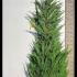 Leyland Cypress Root Balls for Hedging 2.5-3 m buy online UK.