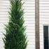 Leyland Cypress Root Balls for Hedging 3-3.5 m buy online UK.