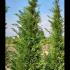 Leyland Cypress Root Balls for Hedging 3.5-4 m buy online UK.
