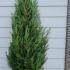Leyland Cypress Root Balls for Hedging 1.25-1.5 m buy online UK.