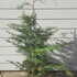 lcrb 80-100 cm buy online UK.