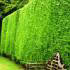 Cupressus Leylandii, Leylandii Tree Specialists - Paramount Plants, North London UK
