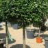 Ligustrum Half Standard in Flower, Topiary for Sale online.