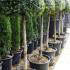 Ligustrum Jonandrum Lollipop Topiary to buy online from Paramount Topiary Nursery, London UK