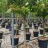 Ligustrum Japonica Texanum 1.5-1.6 m buy online UK.