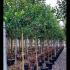 Ligustrum Japonicum Full Standard Tree 3-3.5 m buy online UK.