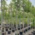 Ligustrum Japonicum Full Standard Tree 3-3.5 m buy online UK.