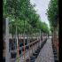 Ligustrum Japonicum Full Standard Tree 3-3.3 m buy online UK.