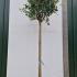 Ligustrum Japonicum Full Standard Tree 3.25-3.75 m buy online UK.