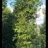 Ligustrum Japonicum Hedging or Japanese Privet Hedge 4-4.5 m buy online UK.
