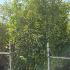 Ligustrum Japonicum Hedging or Japanese Privet Hedge 2-2.5 m buy online UK.