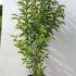 Ligustrum Japonicum Hedging or Japanese Privet Hedge 1-1.25 m buy online UK.