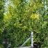 Ligustrum Japonicum Hedging or Japanese Privet Hedge 2.5-3 m buy online UK.