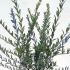 Ligustrum Japonicum Hedging or Japanese Privet Hedge 60-80 cm buy online UK.