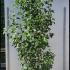 Ligustrum Japonicum Hedging or Japanese Privet Hedge 1.75-2 m buy online UK.