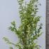 Ligustrum Japonicum Hedging or Japanese Privet Hedge 1.5-1.75 m buy online UK.