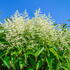 Ligustrum Japonicum hedging in flower, evergreen hedge commonly known as Privet Hedging, buy online UK delivery