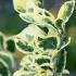 Japanese Privet Silver Star or Ligustrum Japonicum Silver Star