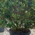 Ligustrum Japonicum Texanum Japanese Privet Hedging Shrubs 1-1.1 m buy online UK.