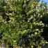 Ligustrum Japonicum Texanum Japanese Privet Hedging Shrubs 1.8-2 m buy online UK.