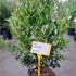Ligustrum Japonicum Texanum Japanese Privet Hedging Shrubs 80-100 cm buy online UK.