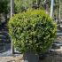 Ligustrum Japonicum Texanum Japanese Privet Hedging Shrubs 1.2-1.3 m buy online UK.