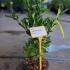 Ligustrum Japonicum Texanum Japanese Privet Hedging Shrubs 40-50 cm buy online UK.