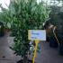 Ligustrum Japonicum Texanum Japanese Privet Hedging Shrubs 60-80 cm buy online UK.