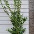 Ligustrum Japonicum Texanum Japanese Privet Hedging Shrubs 1.25-1.5 m buy online UK.