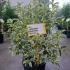 Ligustrum Japonicum Variegated 1-1.25 m buy online UK.