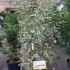 Ligustrum Japonicum Variegated 1.25-1.5 m buy online UK.