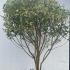 Ligustrum Japonicum Variegated 2-2.25 m buy online UK.