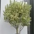 ligjv 2.4-2.8 m buy online UK.
