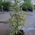 Ligustrum Japonicum Variegated 60-80 cm buy online UK.