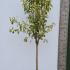 Ligustrum Japonicum Variegated Full Standard 1.75-2 m buy online UK.