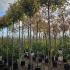 ligjapv 3-3.25 m buy online UK.