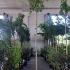 Ligustrum Japonicum Variegated Full Standard 2.75-3 m buy online UK.
