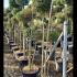 Ligustrum Jonandrum Pom Pom 1.8-2 m buy online UK.