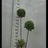 Ligustrum Jonandrum Pom Pom 1.3-1.5 m buy online UK.