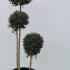 Ligustrum Jonandrum Pom Pom 1.4-1.6 m buy online UK.
